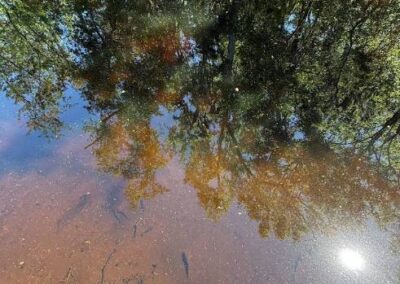 Trout Creek Boardwalk